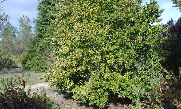 Paraguayan Holly Tree - Nature's Gem