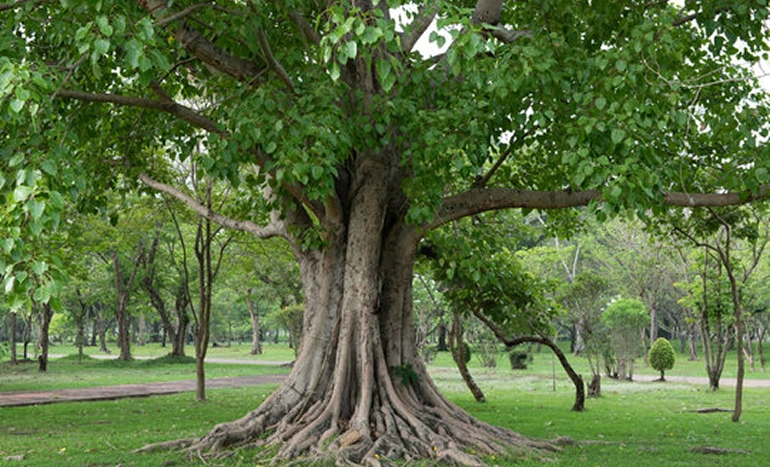 Peepal Tree - A Guardian of Green Harmony