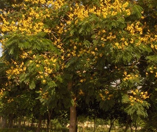 Peltaform Tree - Ecological Wonders