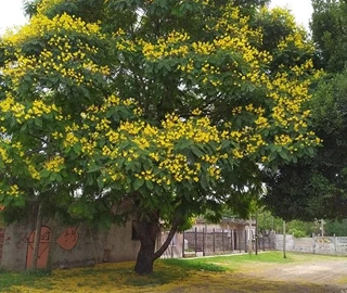 Peltaform Tree Medicinal Properties