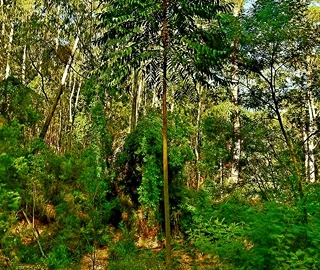 Pencil Cedar Tree Berries