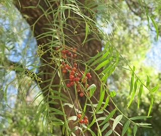 Peruvian Pepper Tree - Medicinal Benefits