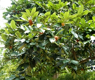 Philippine Ebony Tree Canopy