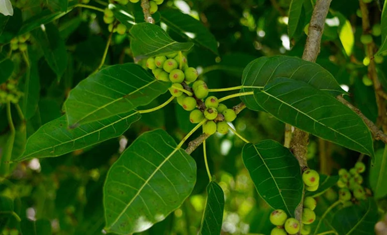 Philkan Tree - Nature's Green Gem