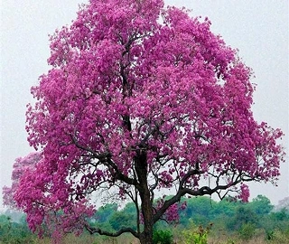 Pink Trumpet Tree Blooming Season
