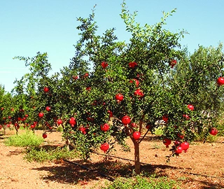 Pomegranate Cultivation