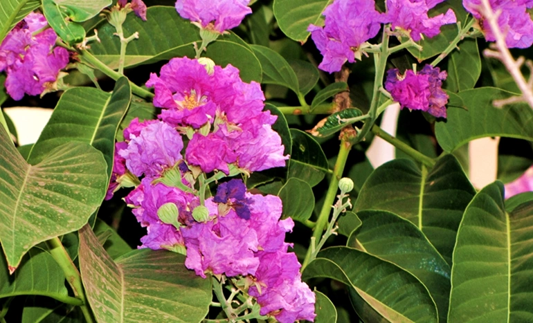 Pride of India Tree - Majestic Beauty