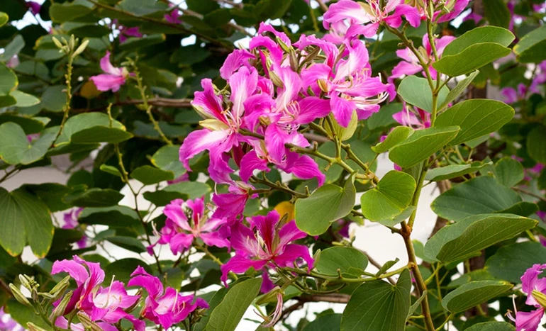 Purple Orchid Tree - Exotic Gem