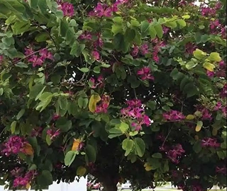 Purple Orchid Tree Butterfly Leaves