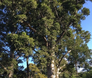 Queensland Kauri Tree - Towering Giant