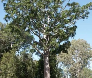 Queensland Kauri Tree - Rainforest Habitat