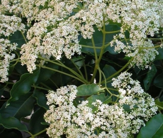 Queensland Maple Tree Canopy