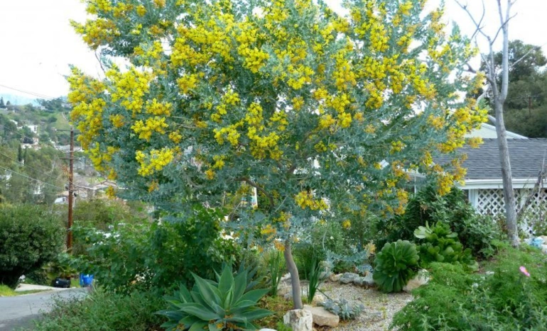 Queensland Silver Wattle Tree - Nature's Golden Jewel