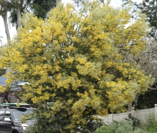Queensland Silver Wattle Tree - Golden Blooms
