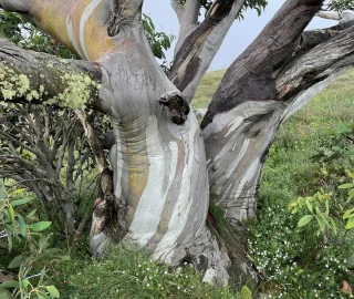 Aadusa Tree Leaves - Medicinal Properties