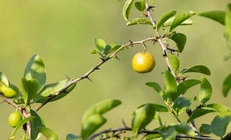 Tropical Birch Tree - Nature's Hidden Gem