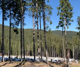 Tallowwood Tree Bark and Foliage