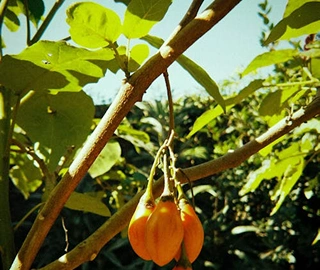 Tamarillo Tree - Majestic Beauty