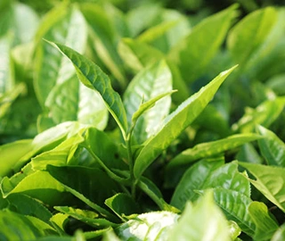 Tea Tree Oil Benefits