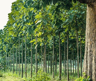 Teak Tree - Majestic Beauty