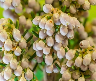 Teacher Plant Tree - Environmental Benefits