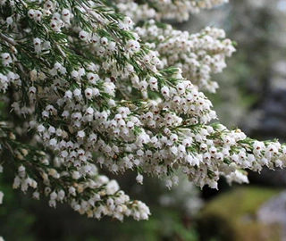 Teacher Plant Tree - Sustainable Cultivation