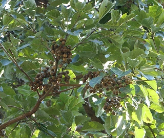 Aadoo Tree - Botanical Marvel