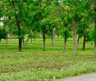 Aspalove Tree - Ecological Importance