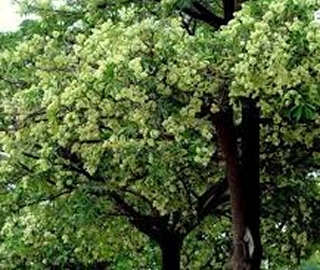 Chatim Tree in Natural Habitat