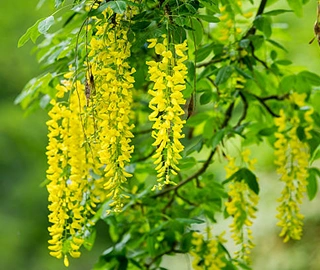 Indian Laburnum Tree - Golden Shower Flowers