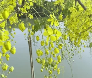 Indian Laburnum Tree - Cultural Heritage