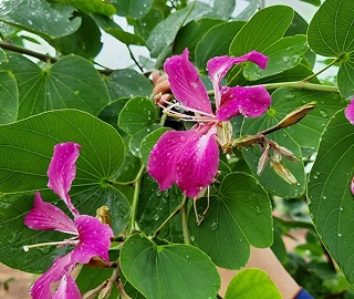 Kanchan Tree - Orchid-like Flowers