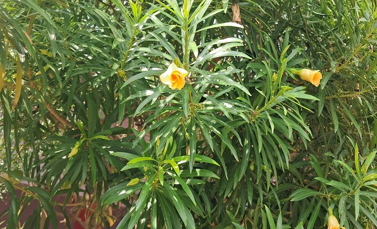 Kaner Tree - Beauty and Utility in Nature