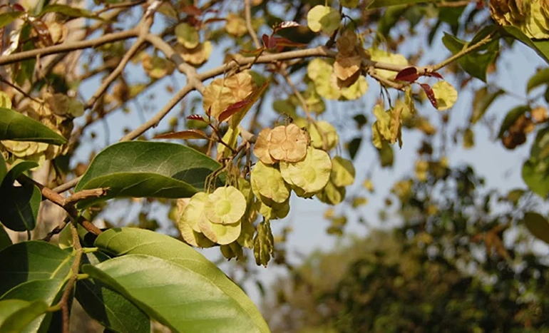 Papari Tree - Nature's Remarkable Species