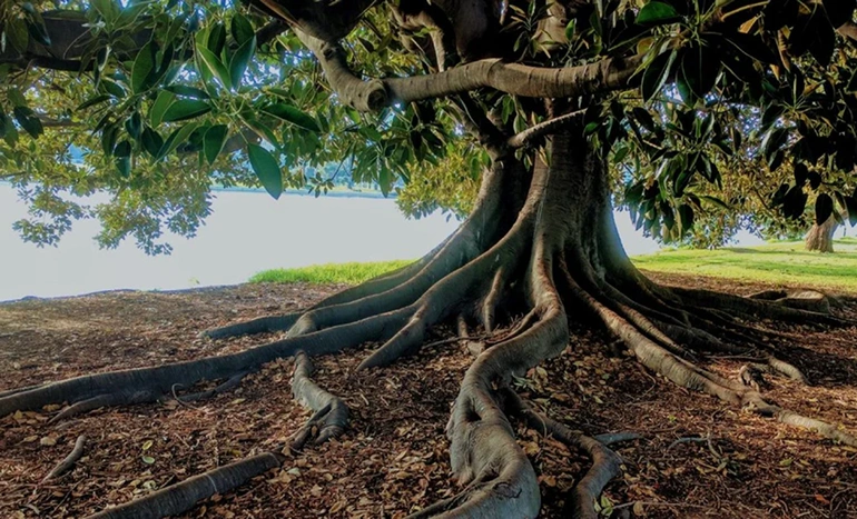 The Secret Life of Roots - Underground World