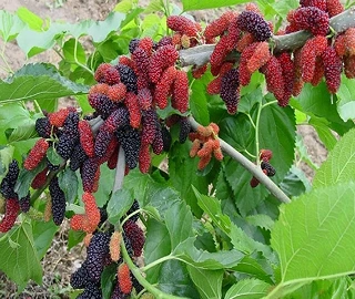 Shahtoot Tree Berries and Foliage