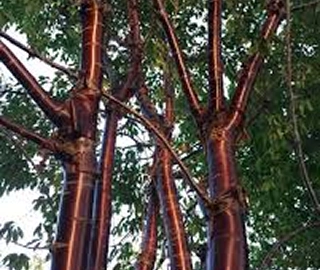 Tibetan Birch Tree Bark and Foliage