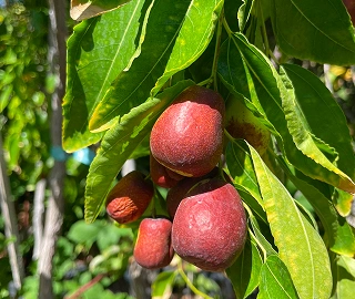 Tiger Almond Tree Fruits and Foliage