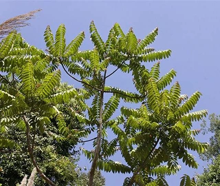 Toon Tree Leaves and Trunk