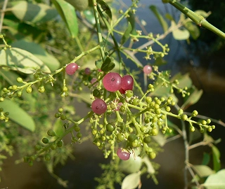 Toothbrush Tree - Nature's Dental Wonder
