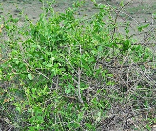 Toothbrush Tree Twigs and Foliage