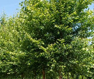 Tropical Birch Tree - Majestic Beauty