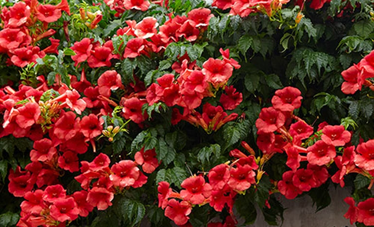 Trumpet Vine (Campsis) Tree - The Bold and Beautiful Climber