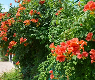 Trumpet Vine (Campsis) Tree - Majestic Beauty