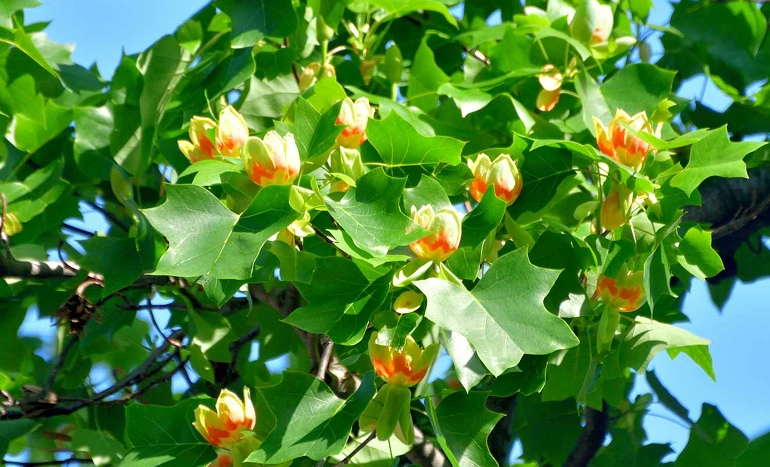 Tulip Poplar - Majestic Marvel of North America