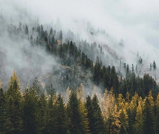 Turkish Pine Tree Forest