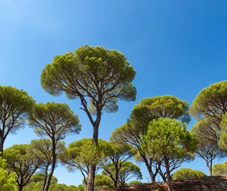 Umbrella Pine Plantation