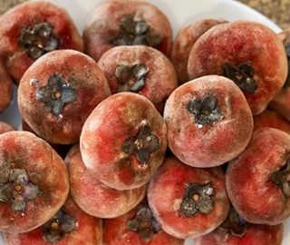 Velvet Apple Tree - Majestic Beauty