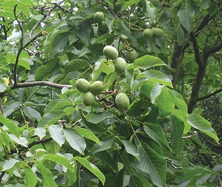 Walnut Tree Fruits - Nutritional Benefits