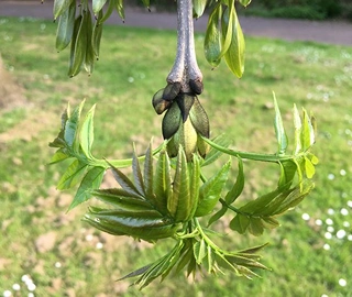 Walnut Tree Fruits - Nutritional Benefits